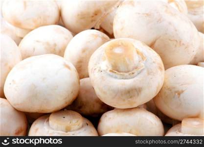 Fresh mushroom