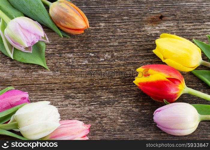 fresh muticolored tulip flowers frame on wooden table. pile of multicolored tulips