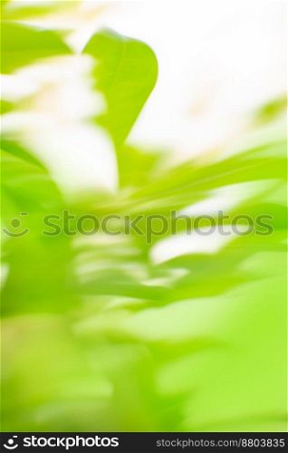 Fresh natural green bokeh effect background. Empty blurred city park background. Green color blurred background. Natural green background