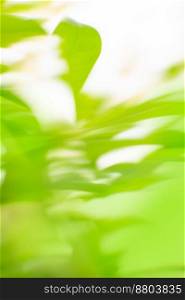 Fresh natural green bokeh effect background. Empty blurred city park background. Green color blurred background. Natural green background