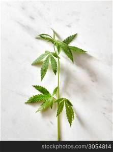 Fresh natural green cannabis twig on a grey marble background with soft shadows, copy space. Flat lay. Concept use of cannabis for medical puposes.. Sprig of organic cannabis leaves.