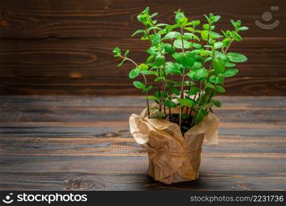 Fresh natural organic mint plant in the pot.. Fresh natural organic mint plant in the pot