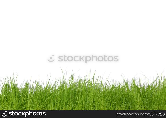 Fresh natural spring grass isolated on white background