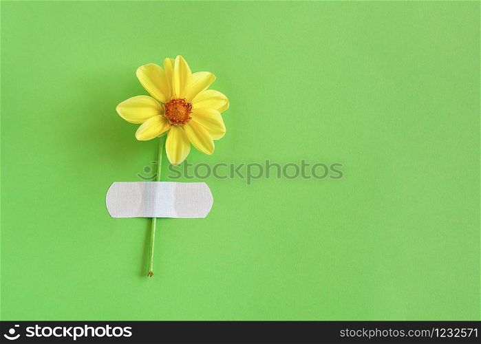 Fresh natural yellow flower attached adhesive plaster on a green background. Concept Hello spring. Top view Creative Flat lay Copy space Template for your design.. Fresh natural yellow flower attached adhesive plaster on a green background. Concept Hello spring. Top view Creative Flat lay Copy space Template for your design