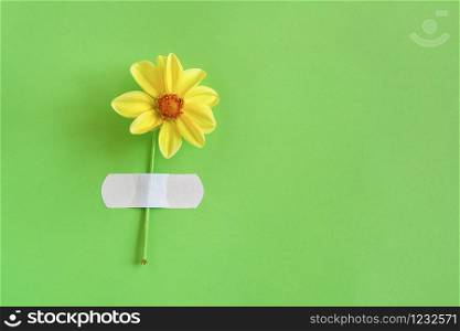Fresh natural yellow flower attached adhesive plaster on a green background. Concept Hello spring. Top view Creative Flat lay Copy space Template for your design.. Fresh natural yellow flower attached adhesive plaster on a green background. Concept Hello spring. Top view Creative Flat lay Copy space Template for your design