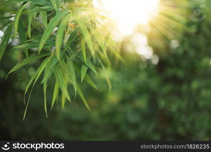 Fresh nature background concept, green bamboo leaves in sunny forest.