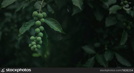 Fresh nature background concept, green forest fruit in the forest with water droplets.