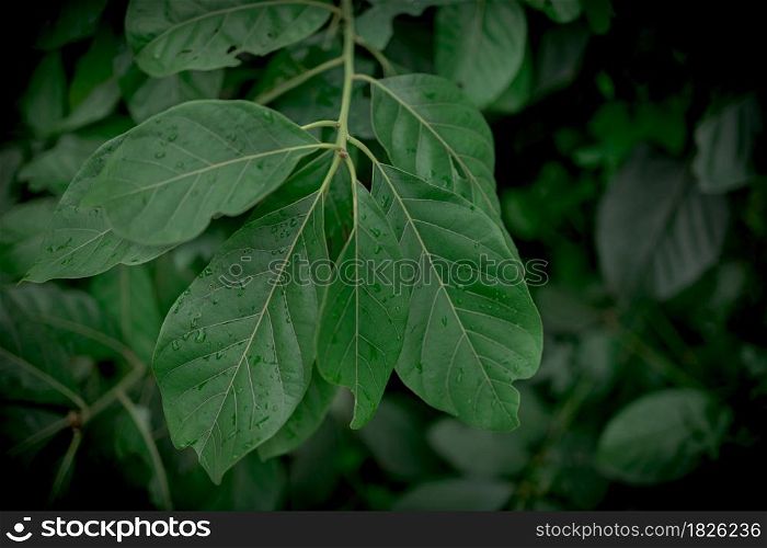 Fresh nature background concept, green leaf in forest with water droplets.