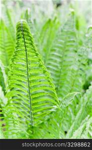 Fresh new fern leaves useful as nature background, vertical frame