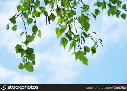 fresh new green leaves