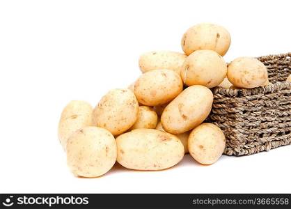 Fresh new potatoes picked in rustic basket isolated on white background