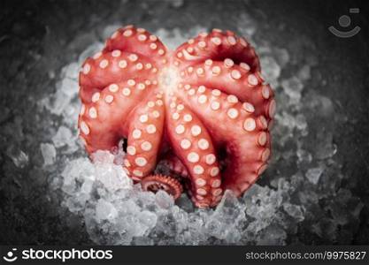 Fresh octopus on ice and dark background, Boiled whole octopus tentacles seafood squid cuttlefish