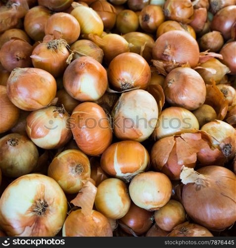 Fresh onion. Ripe onions as background.