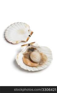 Fresh open scallop in the shell on white background