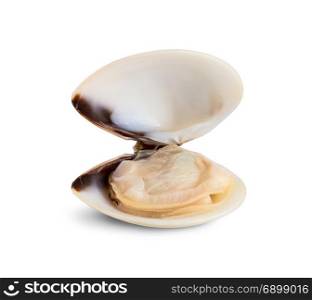 Fresh opened clam shell isolated on white background