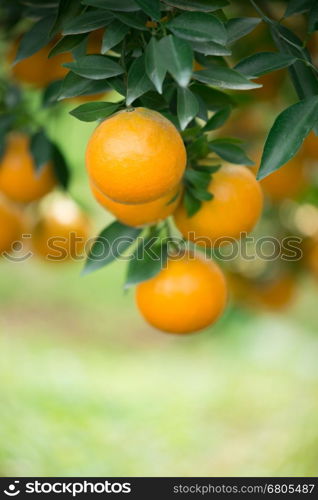 fresh orange hang on tree