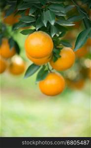 fresh orange hang on tree