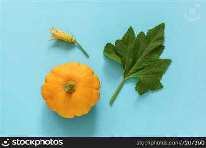 Fresh orange pattypan squash with green leaf and flower on blue background. Concept Organic bush pumpkin vegetable. Copy space Top view Flat lay.. Fresh orange pattypan squash with green leaf and flower on blue background. Concept Organic bush pumpkin vegetable. Copy space Top view Flat lay