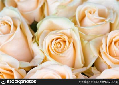 Fresh orange roses with green leaves- nature spring sunny background. Soft focus and bokeh