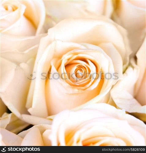 Fresh orange roses with green leaves- nature spring sunny background. Soft focus and bokeh