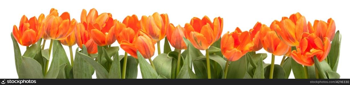 Fresh Orange Tulips Isolated on White Background