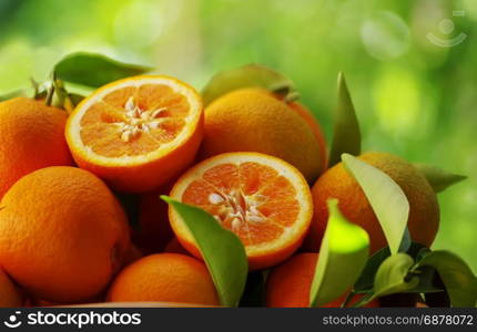 Fresh oranges on a green background