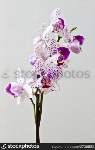 Fresh orchid isolated on white background