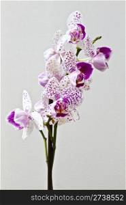 Fresh orchid isolated on white background