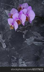 Fresh orchids flowers. Fresh pink orchids flowers on stone background with copy space