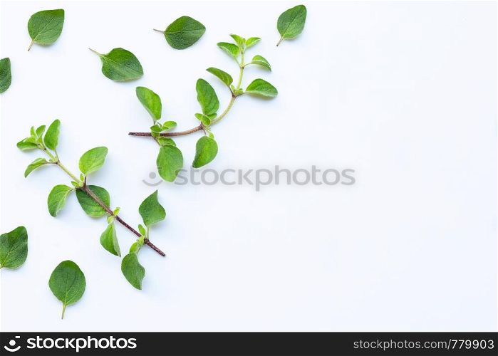 Fresh oregano leaves on white background. Copy space