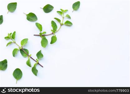 Fresh oregano leaves on white background. Copy space