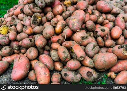 Fresh organic and dirty potatoes. Close up of harvested drought damaged potatoes.
