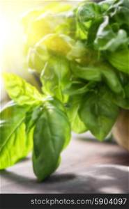 Fresh organic basil. Blurred background of fresh organic basil leaves on a wooden table