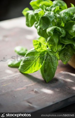 Fresh organic basil. Fresh organic basil leaves on a wooden table