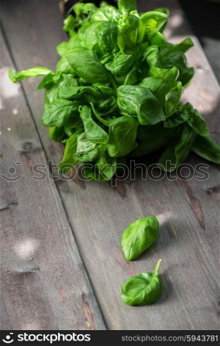 Fresh organic basil. Fresh organic basil leaves on a wooden table