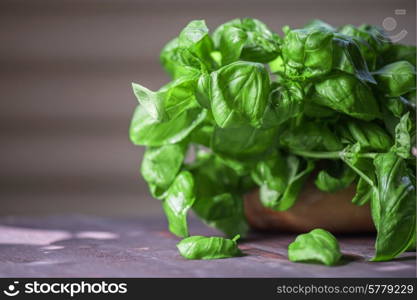 Fresh organic basil leaves on a wooden table. Fresh organic basil