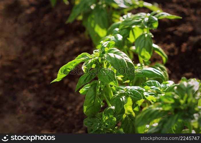 Fresh organic basil plant grows up in garden .. Fresh organic basil plant grows up in garden