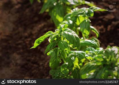 Fresh organic basil plant grows up in garden .. Fresh organic basil plant grows up in garden