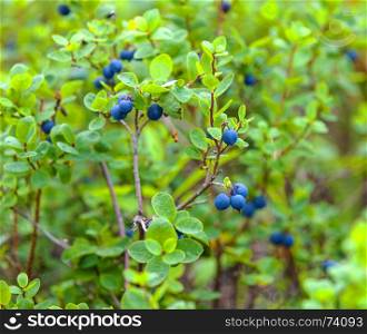 Fresh Organic Blueberries on the bush