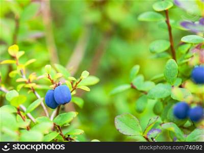 Fresh Organic Blueberries on the bush. close up