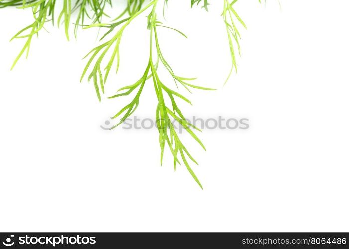 Fresh organic green dill texture. Close up on white background