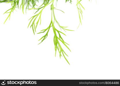 Fresh organic green dill texture. Close up on white background