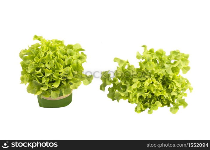 Fresh organic Green Oak vegetables on isolated white background