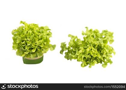 Fresh organic Green Oak vegetables on isolated white background