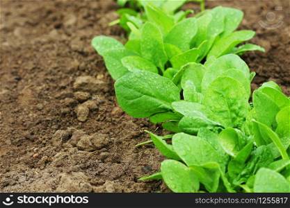 Fresh organic leaves of spinach growing in the vegetables garden .. Fresh organic leaves of spinach growing in the vegetables garden