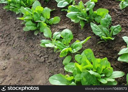 Fresh organic leaves of spinach in the garden .. Fresh organic leaves of spinach in the garden