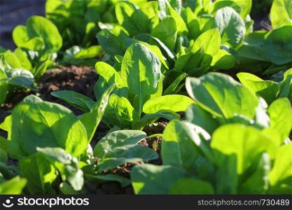 Fresh organic leaves of spinach in the garden .. Fresh organic leaves of spinach in the garden