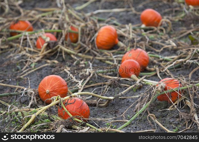 fresh organic orange pumpkins on field ready to be harvested on field in the north of the netherlands near groningen