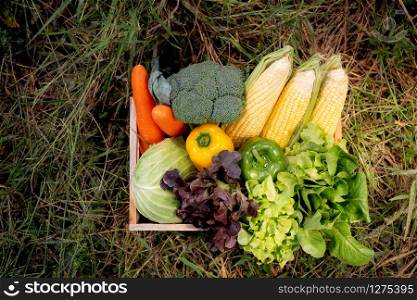 Fresh organic raw group vegetable for diet in the basket on grass in the garden, harvest agriculture and nutrition for healthy food in farm.