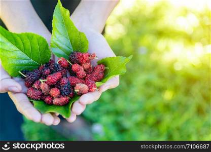 Fresh organic ripe mulberries in the hands .Tasty Sweet berry in farm agriculture concept.